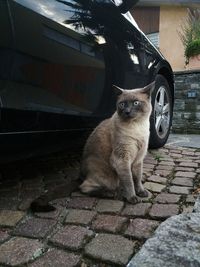 Portrait of cat sitting on footpath