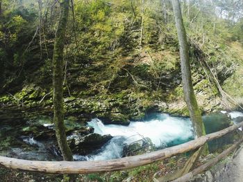 Scenic view of waterfall in forest