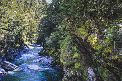 River flowing amidst trees in forest