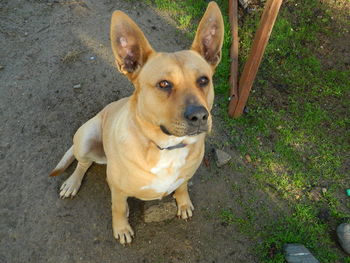 High angle portrait of dog