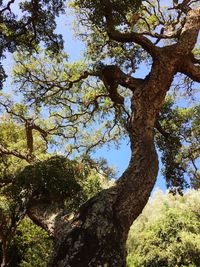 Low angle view of trees