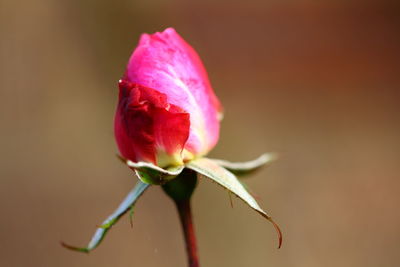 Close-up of pink flower