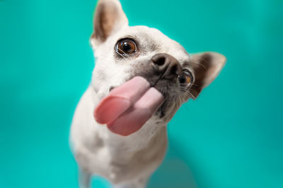 Chihuahua licking screen 