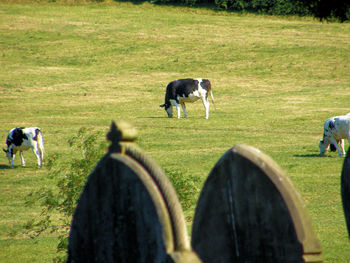 Horses grazing in a field