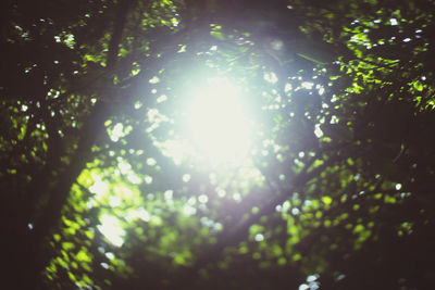 Low angle view of sunlight streaming through trees