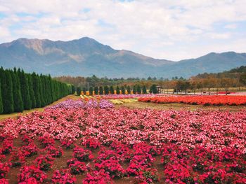 Scenic view of flowering plants on field by mountains against sky