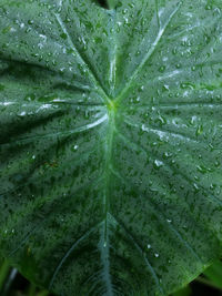 Full frame shot of wet leaves