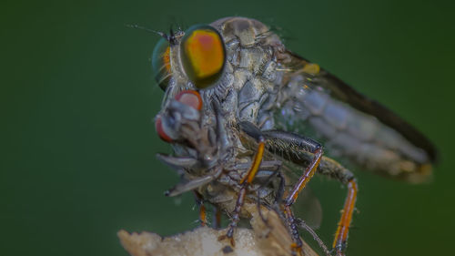 Close-up of insect on flower