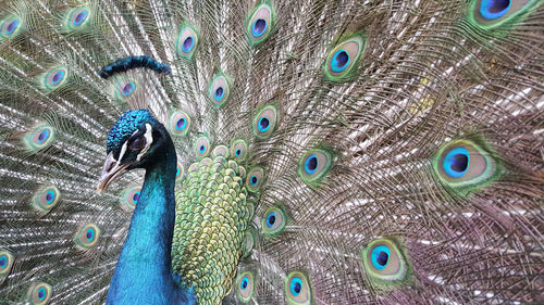 Indian green peafowl, blue peafowl, pavo cristatus, peacocks or peahens fanned out its massive tail.