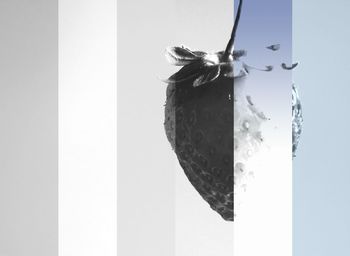 Close-up of plant over white background