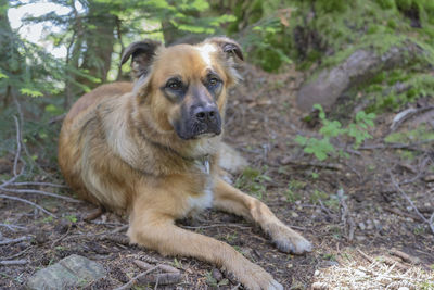 Portrait of dog relaxing on land