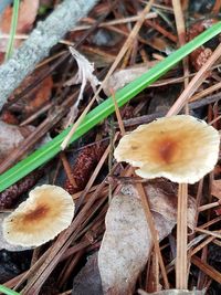 Close-up of mushroom growing outdoors