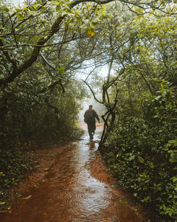 Rear view of man walking amidst trees in forest