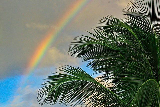 palm tree, low angle view, tree, growth, beauty in nature, nature, sky, palm leaf, tranquility, rainbow, scenics, sun, tropical climate, green color, tropical tree, coconut palm tree, leaf, outdoors, tranquil scene, sunlight