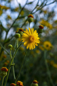 Close-up of yellow flowering plant