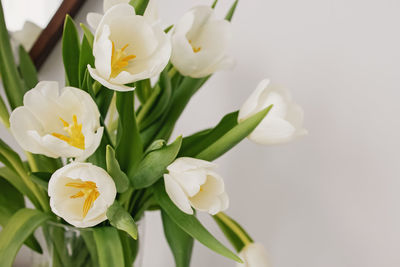 Close-up of white flowering plant