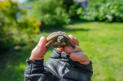 Male hand in black glove holds tiny turtle. growing turtles at home.