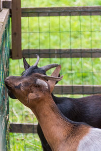 Close-up of deer in zoo