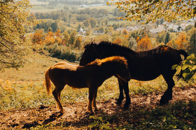 Horse standing on field in mountains