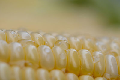 Close-up sweet corn with water drop. abstract backgrounds of freshness maize. peeled raw corn