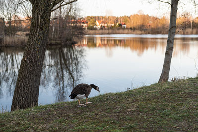 Ducks on lakeshore