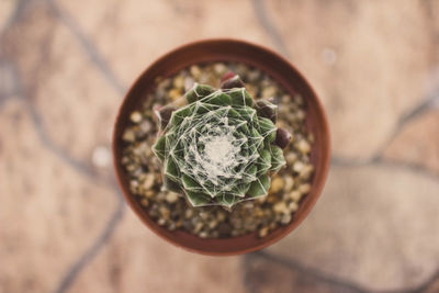 High angle view of cactus