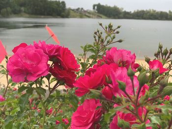 Close-up of pink flowers blooming by lake against sky