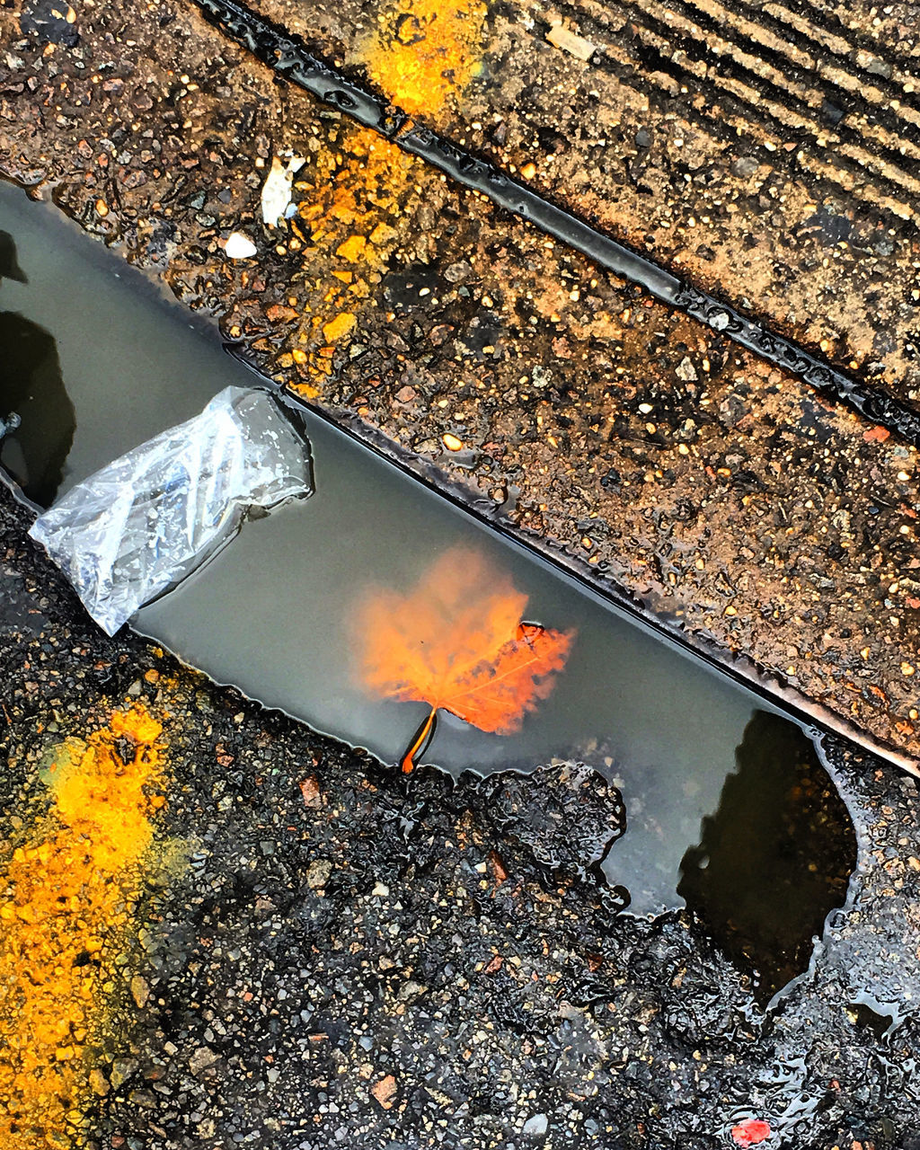 REFLECTION OF TREES IN PUDDLE