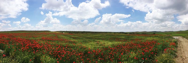 Panoramic view of flowering plants on land against sky