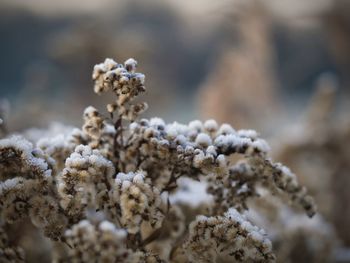 Plants on a winter morning