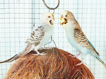 Close-up of two birds in cage