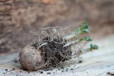 Seed potato