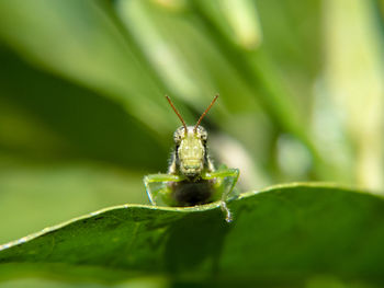 Close-up of insect on leaf