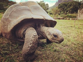 Close-up of tortoise on field