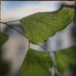 Close-up of maple leaf