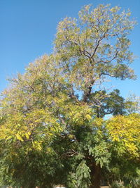 Low angle view of flowering tree against sky