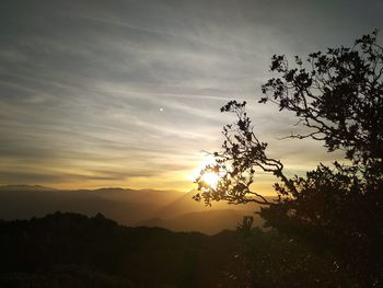 Silhouette plants against sky during sunset