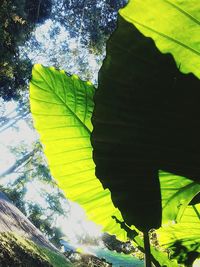 Close-up of leaves