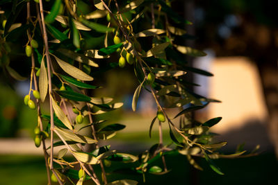 Close-up of plant