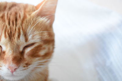 Close-up of a sleeping cat