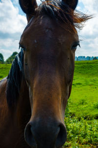 Close-up portrait of horse grazing on field