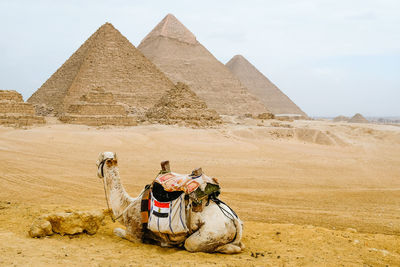 Camel sat in front of the pyramids in giza