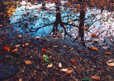 Fallen leaves in pond