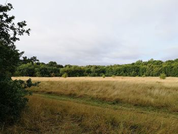 Scenic view of field against sky