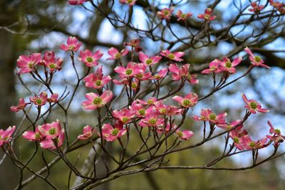 Dogwood flowers blooming outdoors