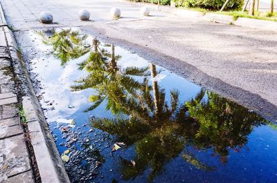 Reflection of trees in puddle
