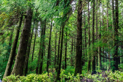 View of trees in forest