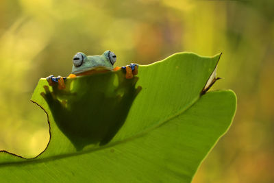 Close-up of frog on leaf