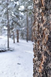 Close-up of snow covered trees in forest