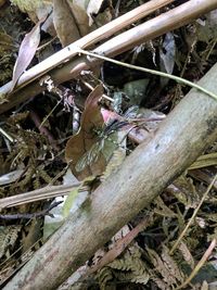 Close-up of dry leaves on tree